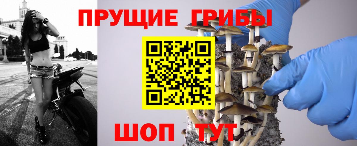 Ставрополь  где найти наркотики  Псилоцибиновые грибы MAGIC MUSHROOMS  Вход с VPN  Псилоцибиновые грибы прущие грибы 